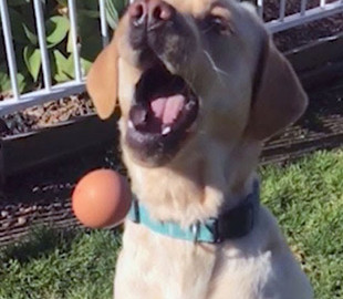 Сеть насмешил лабрадор, не умеющий ловить предметы