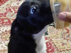 Сеть насмешила реакция собаки на десерт