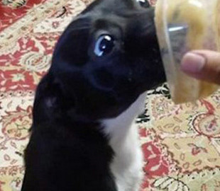 Сеть насмешила реакция собаки на десерт