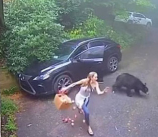 В Черногории медвежонок залез в авто, чем напугал владелицу машины