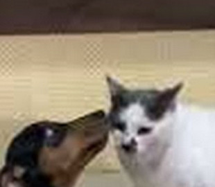 Сеть покорила реакция таксы на «пощечину» от кота