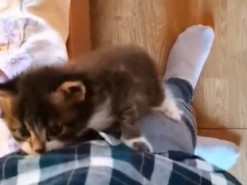 В поисках внимания: котёнок залез на хозяина и влюбил в себя Сеть