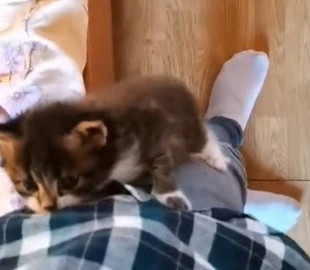 В поисках внимания: котёнок залез на хозяина и влюбил в себя Сеть