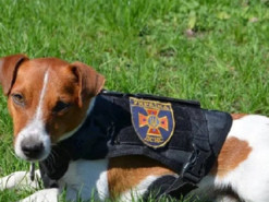 "Нівелює всю мою роботу": пес-сапер Патрон розкритикував мультфільм про себе (фото)