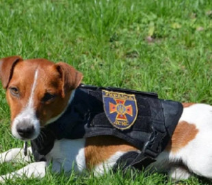 "Нівелює всю мою роботу": пес-сапер Патрон розкритикував мультфільм про себе (фото)