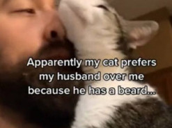 Прицепила бороду: Американка нашла способ заинтересовать кота