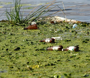 Пластикові пляшки для зарядки смартфонів — як це працює