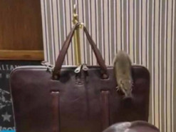 Рататуй у світі моди: у Нью-Йорку щур повзав по вітрині магазину розкішних виробів зі шкіри