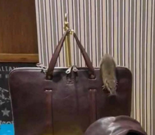 Рататуй у світі моди: у Нью-Йорку щур повзав по вітрині магазину розкішних виробів зі шкіри