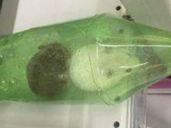 В киевском супермаркете на полке с кошачьим кормом обнаружили хомяков в бутылке