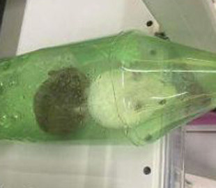 В киевском супермаркете на полке с кошачьим кормом обнаружили хомяков в бутылке