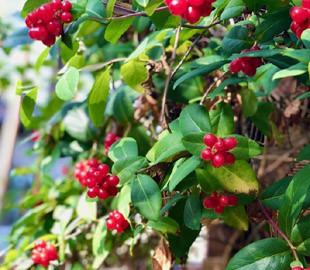 Гороскоп на 26 серпня для всіх знаків зодіаку: день сплеску негативних емоцій