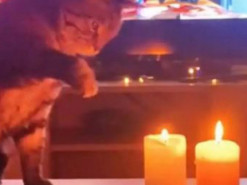 Кот увидел горящие свечи и ошалел от восторга