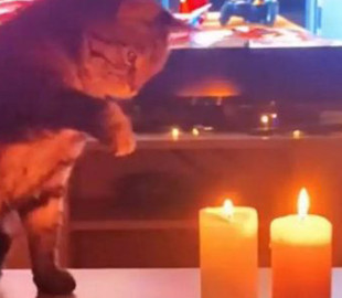 Кот увидел горящие свечи и ошалел от восторга