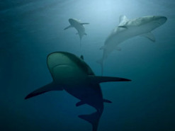 В сети показали видео с акулой, предположительно напавшей на украинцев в Египте