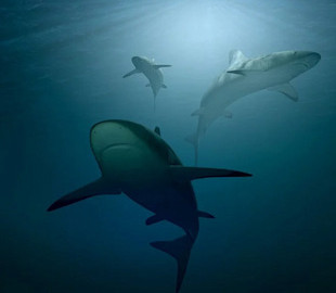 В сети показали видео с акулой, предположительно напавшей на украинцев в Египте