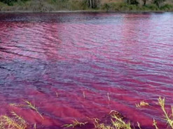 В Иордании внезапно окрасилась вода в озере: изображения вызвали фурор в соцсетях (Фото)