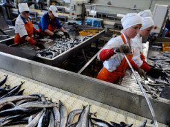 У Держпродспоживслужбі дали поради, як вберегтися від отруєння рибою