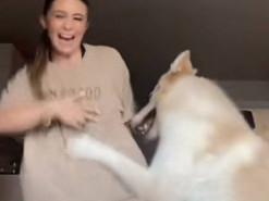 Смешная реакция пса на танцы хозяйки попала на видео