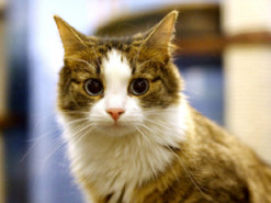 Новый хит: котенок поставил на место игривого щенка