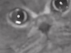 Кот Фу Фу заплакал на камеру, когда остался один дома. Видео стало вирусным