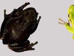 Вчені з'ясували, чому чорнобильські жаби почорніли