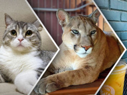 Хвостатые блогеры. Самые популярные животные в соцсетях