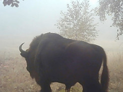 В Україні побачили велетенських зубрів, яких вважали зниклими (фото)