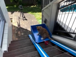 В сети стало вирусным видео со старым котом, катающемся на лифте