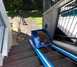 В сети стало вирусным видео со старым котом, катающемся на лифте