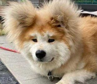 Пес із чарівними вушками та мордою-сердечком: акіта Боб завойовує мережу