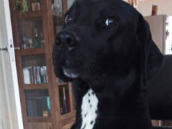 Собака-хакер удалила сотни постов на Facebook