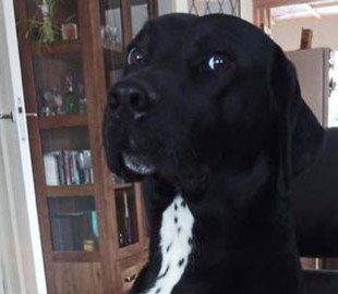 Собака-хакер удалила сотни постов на Facebook