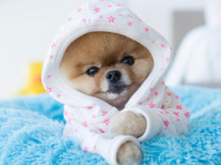 Чотирилапі блогери: як домашні улюбленці заробляють мільйони доларів у соцмережах