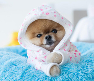 Чотирилапі блогери: як домашні улюбленці заробляють мільйони доларів у соцмережах