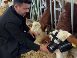 Фермер придумал, как с помощью виртуальной реальности заставить коров давать больше молока