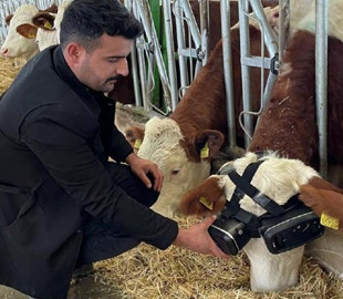 Фермер придумал, как с помощью виртуальной реальности заставить коров давать больше молока