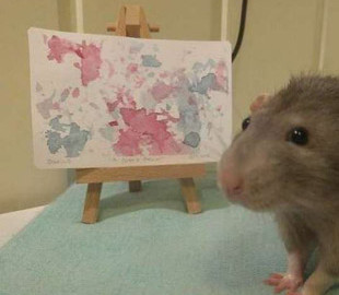 Крыса, умеющая рисовать, стала звездой Сети