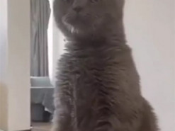 «Ох уж эти ваши танцульки!»: уморительную реакцию кошки на музыку Египта сняли на видео