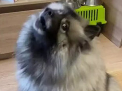 «Симпатичная ябеда»: Собака жаловалась на кота-тирана и жадных хозяев