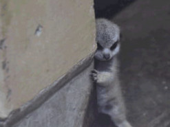 Застенчивый сурикат покорил Сеть