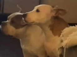 Запрет хозяйки не сидеть на ковре только раззадорил ее питомцев