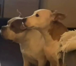 Запрет хозяйки не сидеть на ковре только раззадорил ее питомцев