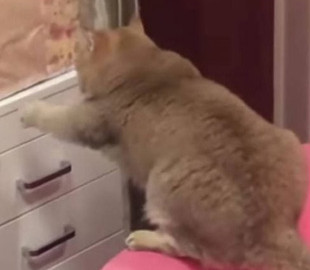 Смешные попытки кота открыть ящик заставили Сеть хохотать