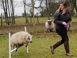 Дрессировщица научила овцу собачьим трюкам