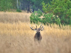 В Сети появились фото оленей в Чернобыльском заповеднике