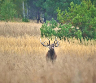 В Сети появились фото оленей в Чернобыльском заповеднике