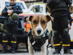 Віддані своїй справі. Пес Патрон у День рятувальника розповів про свою відважну команду