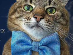 Харківського кота Степана номінували на престижну премію World Influencers and Bloggers Awards