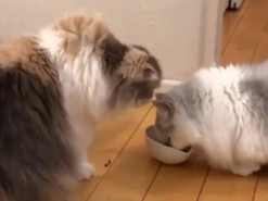 Борьба кошек за корм развеселила пользователей соцсетей